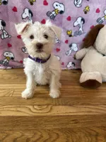 Oreo, a female Miniature Schnauzer for sale in Waterloo, IA – Photo 9 of 10
