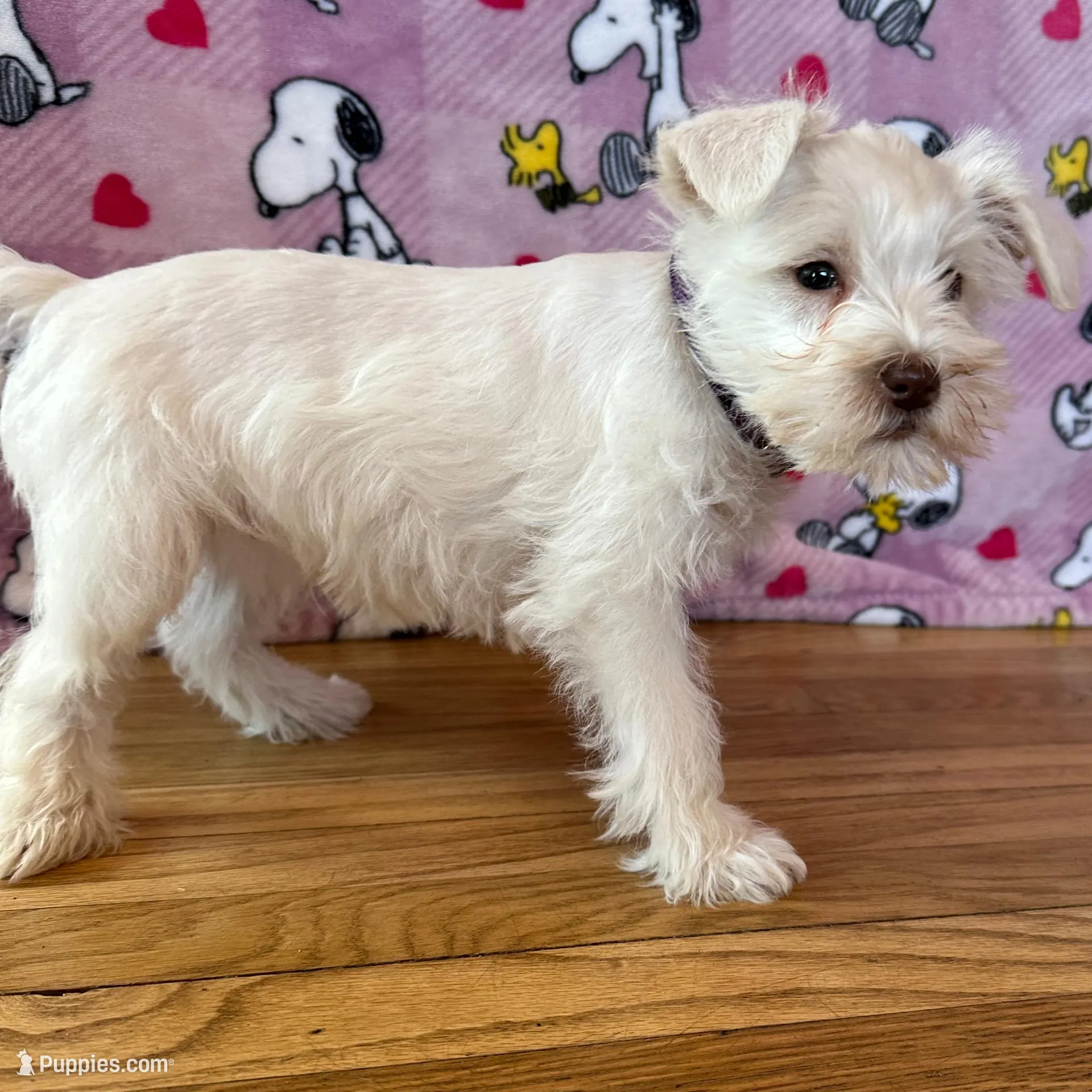 Oreo, a female Miniature Schnauzer for sale in Waterloo, IA – Photo 7 of 10
