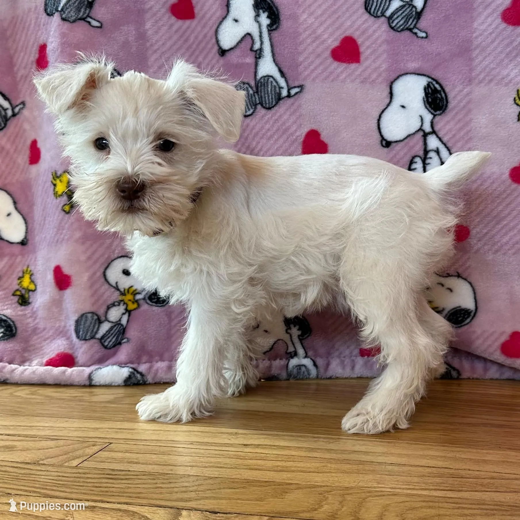 Oreo, a female Miniature Schnauzer for sale in Waterloo, IA – Photo 1 of 10
