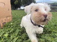 Almond, a female Miniature Schnauzer for sale in Des Moines, IA – 7 of 9