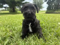 Biscuit, a male Miniature Schnauzer for sale in Des Moines, IA – 9 of 10