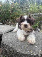 Truffle, a female Miniature Schnauzer for sale in Des Moines, IA – 7 of 9