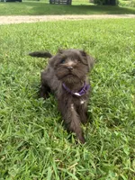Caramel, a female Miniature Schnauzer for sale in Des Moines, IA – 4 of 10