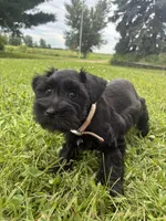 Snickers, a female Miniature Schnauzer for sale in Des Moines, IA – 9 of 10