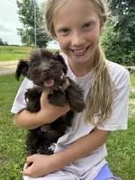 Violet, a female Miniature Schnauzer for sale in Waterloo, IA – 3 of 10