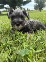 Bagel, a male Miniature Schnauzer for sale in Des Moines, IA – 9 of 10