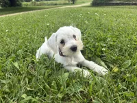 Nugget, a female Miniature Schnauzer for sale in Des Moines, IA – 10 of 10