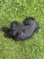 Muffin, a female Miniature Schnauzer for sale in Des Moines, IA – 10 of 10