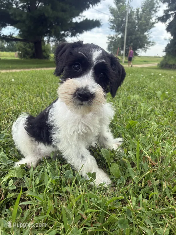 Oreo – Miniature Schnauzer puppy for sale in Des Moines, IA