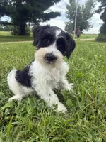 Oreo, a male Miniature Schnauzer for sale in Des Moines, IA – 1 of 9