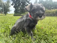 Bagel, a male Miniature Schnauzer for sale in Des Moines, IA – 2 of 10
