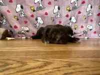 Lulu, a female Miniature Schnauzer for sale in Waterloo, IA – Photo 7 of 8