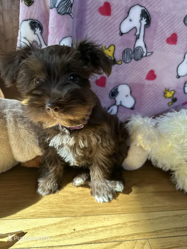 Lulu, a female Miniature Schnauzer for sale in Waterloo, IA – Photo 1 of 8