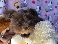 Lulu, a female Miniature Schnauzer for sale in Waterloo, IA – Photo 3 of 8