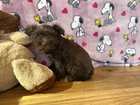 Lulu, a female Miniature Schnauzer for sale in Waterloo, IA – Photo 8 of 8