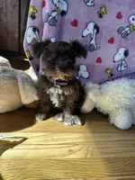 Lulu, a female Miniature Schnauzer for sale in Waterloo, IA – Photo 4 of 8