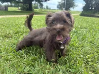 Caramel, a female Miniature Schnauzer for sale in Des Moines, IA – 9 of 10
