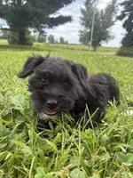 Muffin, a female Miniature Schnauzer for sale in Des Moines, IA – 8 of 10