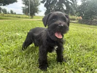 Biscuit, a male Miniature Schnauzer for sale in Des Moines, IA – 5 of 10