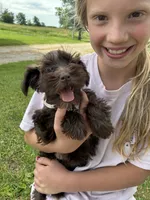 Violet, a female Miniature Schnauzer for sale in Waterloo, IA – 6 of 10