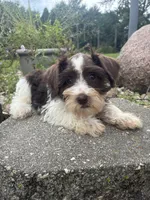 Truffle, a female Miniature Schnauzer for sale in Des Moines, IA – 2 of 9