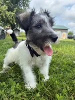 Homer, a male Miniature Schnauzer for sale in Waterloo, IA – 6 of 10