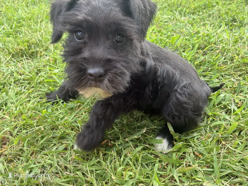 Muffin – Miniature Schnauzer puppy for sale in Des Moines, IA