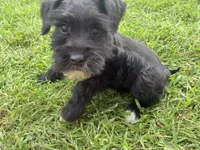 Muffin, a female Miniature Schnauzer for sale in Des Moines, IA – 1 of 10