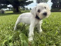 Nugget, a female Miniature Schnauzer for sale in Des Moines, IA – 3 of 10