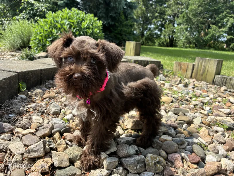 Jewel – Miniature Schnauzer puppy for sale in Waterloo, IA
