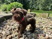 Jewel, a female Miniature Schnauzer for sale in Waterloo, IA – 1 of 10