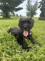 Muffin, a female Miniature Schnauzer for sale in Des Moines, IA – 4 of 10