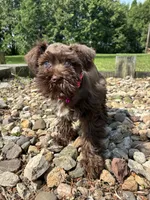 Jewel, a female Miniature Schnauzer for sale in Waterloo, IA – 3 of 10