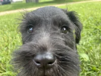 Biscuit, a male Miniature Schnauzer for sale in Des Moines, IA – 4 of 10
