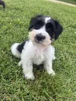 Oreo, a male Miniature Schnauzer for sale in Des Moines, IA – 4 of 9