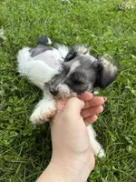 Homer, a male Miniature Schnauzer for sale in Waterloo, IA – 4 of 10