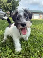 Homer, a male Miniature Schnauzer for sale in Waterloo, IA – 7 of 10