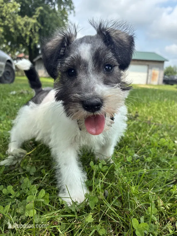 Homer – Miniature Schnauzer puppy for sale in Waterloo, IA