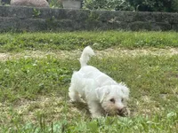 Almond, a female Miniature Schnauzer for sale in Des Moines, IA – 9 of 9