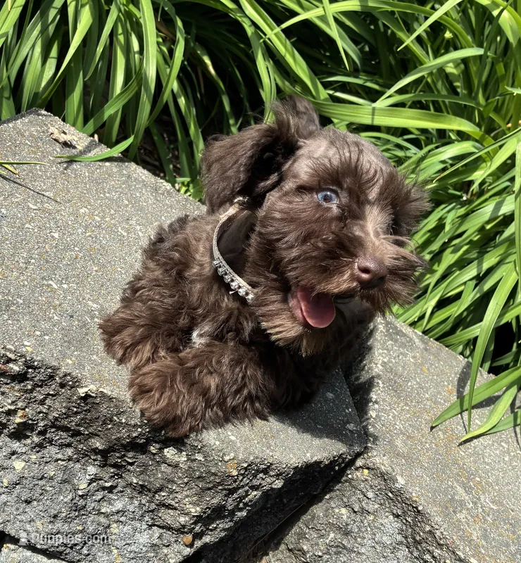 Violet – Miniature Schnauzer puppy for sale in Waterloo, IA