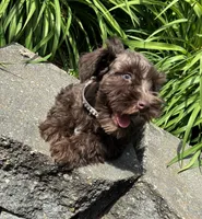 Violet, a female Miniature Schnauzer for sale in Waterloo, IA – 5 of 10