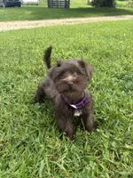 Caramel, a female Miniature Schnauzer for sale in Des Moines, IA – 7 of 10