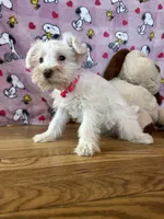 Cookie, a female Miniature Schnauzer for sale in Waterloo, IA – Photo 6 of 10