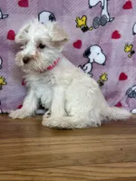 Cookie, a female Miniature Schnauzer for sale in Waterloo, IA – Photo 5 of 10