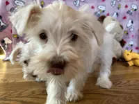 Cookie, a female Miniature Schnauzer for sale in Waterloo, IA – Photo 2 of 10