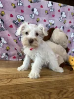 Cookie, a female Miniature Schnauzer for sale in Waterloo, IA – Photo 4 of 10