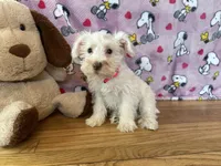 Cookie, a female Miniature Schnauzer for sale in Waterloo, IA – Photo 9 of 10