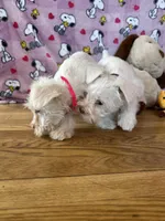 Cookie, a female Miniature Schnauzer for sale in Waterloo, IA – Photo 7 of 10