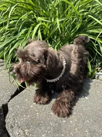 Violet, a female Miniature Schnauzer for sale in Waterloo, IA – 9 of 10