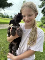 Violet, a female Miniature Schnauzer for sale in Waterloo, IA – 7 of 10